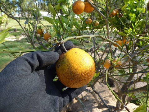 Citron Meyer : Le Secret Culinaire pour des Saveurs Subtiles et Raffinées