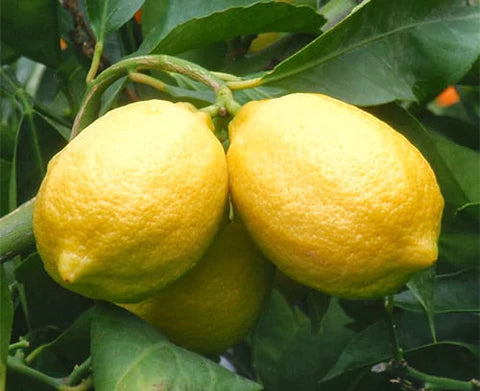 Citron frais sur un étal de marché à Lisbonne