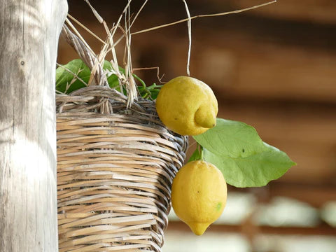 Verger de citronniers de Sorrente avec des citrons mûrs prêts à être récoltés sur la côte amalfitaine.