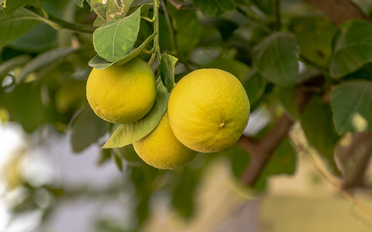 Vue d'un verger de citronniers à Syracuse