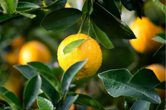 Zestes de citron Verna, apportant une touche d'acidité à vos plats.